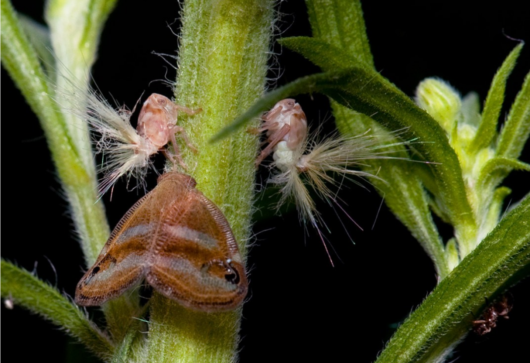2026-09-16 10_01_49-Ricania simulans